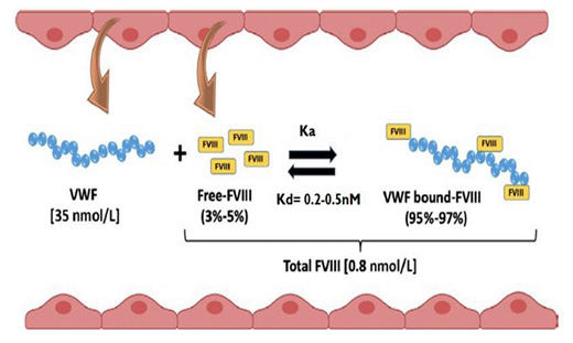 Figure 5: Representation of the in vivo distribution equilibrium between FVIII nd VWF. Adapted from Turecek, et al. FVIII, Factor VIII; Ka, association constant; Kd, dissociation constant; vWF, von Willebrand Factor.