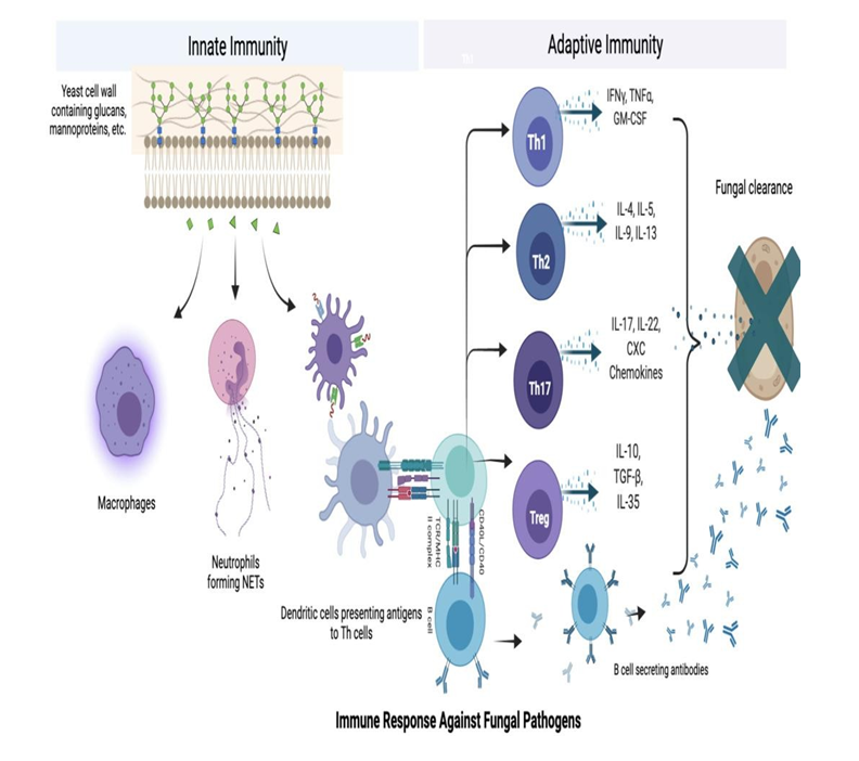Figure 2: ADCC induces the destruction of fungal cells with the help of antibodies secreted by B cells, triggering innate responses like phagocytosis, and apoptosis.