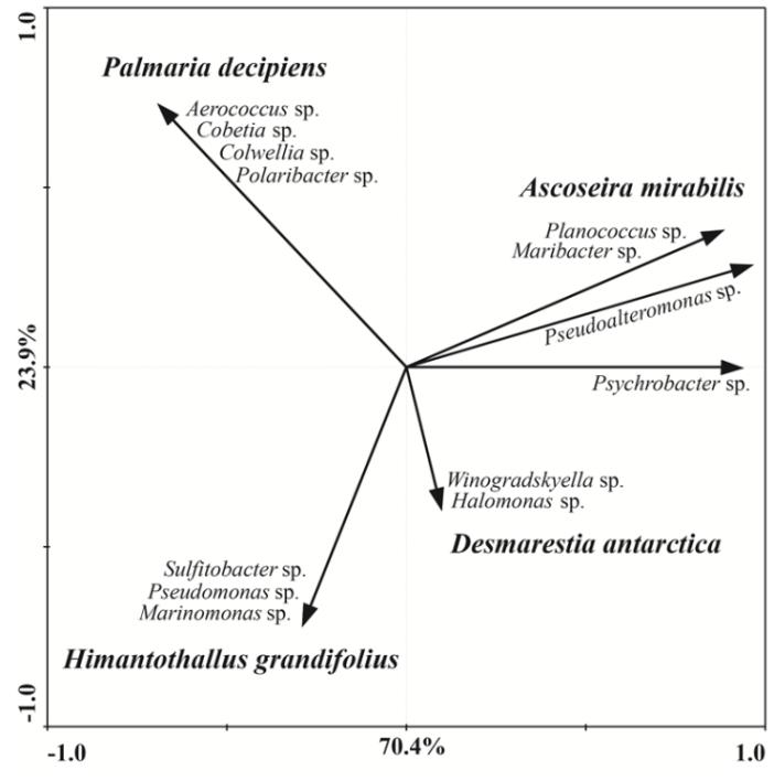 Figure 1: PCA showing bacteria associated with each species of macroalga. The first two ordination axes explained 94.3 % of the total variance. Macroalgae species are presented in bold italic and their correspondent microbiota in italic.