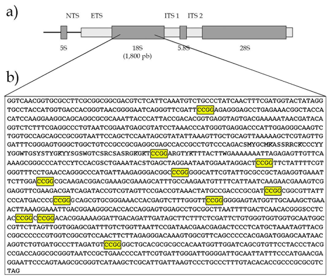 Figure 2: a) Diagram of major subunit of 45S rDNA. b) Restriction map of tambaqui 18S rDNA gene. It was observed that the HpaII and MspI enzymes could cut eleven CCGG restriction sites.