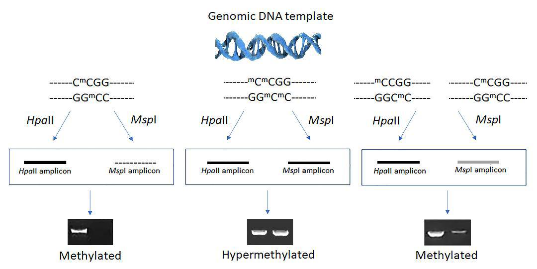 Figure 3: Schematic design showing the phenotypes of methylation found in this study. The observed band phenotypes were transformed into 0, 1, 2, respectively, for the variance analysis.