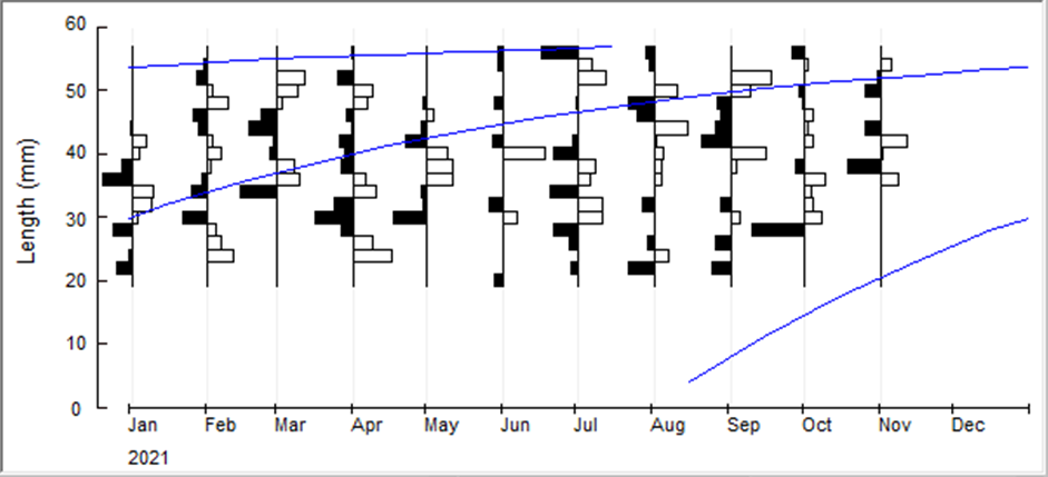 Figure 4: The catch curve of tiger prawn (P. semisulcatus) in Bombana waters.