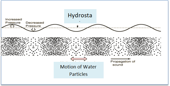 Figure 2: Underwater sound is made up of two elements: There are waves of compression and rarefaction – the Hydrostatic Sound Pressure. But in addition, Particles of the water are alternately forced together and then apart – the Particle Motion. Marine Mammals are sensitive to the Sound Pressure. However, Fishes and Invertebrates mostly detect the Particle Motion, although a few fishes are able to detect the Sound Pressure.