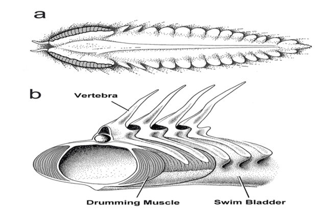 Figure 4: The drumming muscles of the haddock that compress the swim bladder and generate sounds. The sounds are made quite often and are especially made during spawning, especially by the male fishes. A good example is the haddock (Figure 5), and their sounds during courtship and mating, have been recorded and analyzed in the aquarium and in the sea [18,19].