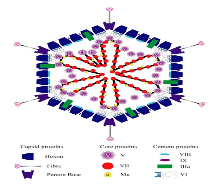 Figure 1: Adeno virus structure (Russell, 2001) [13].