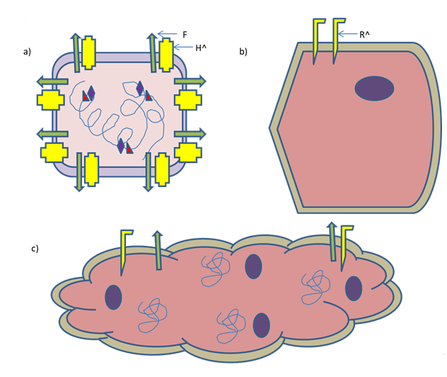 Figure 2: An Engineered MeV killing a cancer cell by syncytia formation. a) Engineered MeV displaying specific ligand of the respective receptor on a cancer cell. H^ indicates insertion of the gene of that specific ligand. b) A cancer cell expressing specific receptor (R^) to be recognized by the engineered virus. c) Engineered MeV killing cancer cell by syncytia formation. N.B. Presence of viral F protein on syncytium.
