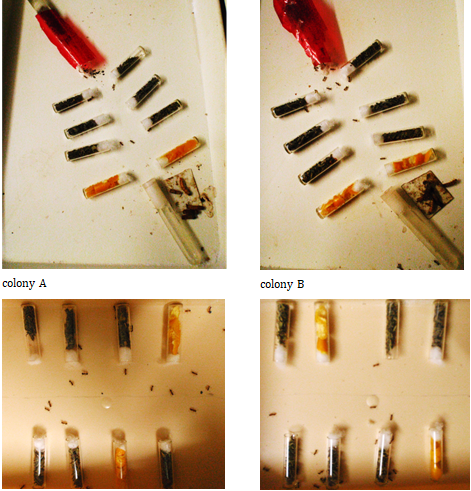 Figure 1: Experimental design used for examining if the workers of the ant M. sabuleti can learn and use a sequence of four odors for navigating. Upper part: the ants were trained in their foraging area to two identical (correct) sequences set between the nest and the food. Lower part: after three days, while training continued, they were tested, in a separate tray, in front of a correct and a wrong sequence, the correct one being on one side for colony A and on the other side for colony B. Photos can be seen in Figure 2; results are summarized in Table 1 and detailed in the text.