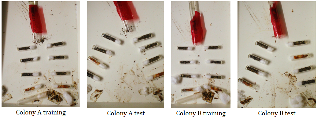 Figure 2: Experiments made on colonies A and B to know if ants can learn and use a sequence of four odors. Upper part: training to the ‘correct’ sequence set between the nest and the food. Lower part: testing in front of a correct and a wrong sequence (the correct sequence is visible in the top of the picture for colony A and in the bottom of the picture for colony B). The ants walked more on the side of the correct than on the side of the wrong sequence.