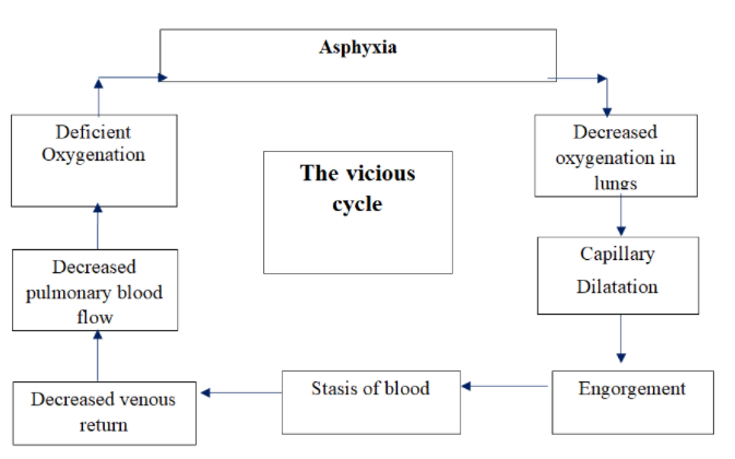 Figure 1: The Vicious Cylce of Asphyxia.