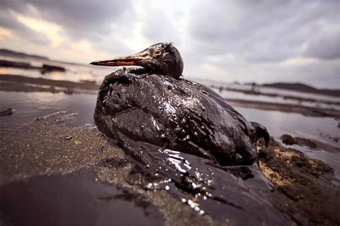 Figure 10: The oil spill reduces the amount of sunlight that reaches the water, which restricts the number of marine plants and phytoplankton photosynthesis. Additionally, studies on marine mammals have revealed that oil spills reduce their insulating capacities, making them more susceptible to temperature changes and significantly less buoyant in the sea. In this view, the fur of oil-coated sea otters’ and seals’ reduces their ability to act as insulation, causing body temperature fluctuations when the animal’s body temperature is significantly lower than normal. Consumption of oil results in dehydration and impairs judgment. Furthermore, oil spills can affect fish and other marine species by reducing their access to oxygen and the dissolved oxygen content in the water [14-18].
