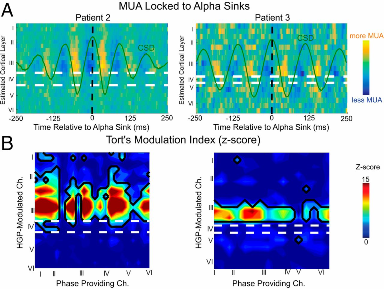 Figure 7: Figure illustrates MUA is modulated in layer III. (A) MUA averaged on current sinks on the channels with the greatest alpha power (channels 3 and 6, respectively), which is most clearly modulated within lower layer III. (B) Tort’s MI between alpha CSD phase and MUA amplitude over all laminar contact pairs—note that firing is correlated with alpha phase in both superficial and deep cortex. Ch., channel [11].