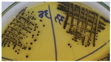 Figure 1: CNSA isolates on BPET showing large black colonies.