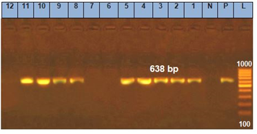 Figure 7: PCR assay for detection of clfA gene in typical and atypical S. aureus isolates. LAN L: 100-1000bp DNA ladder. P: Positive control (at 638) N: Negative control. Lanes: 1- 5, clfA gene positive typical S. aureus isolates. Lanes: 8, 9, 10 and 11 clfA gene positive atypical S. aureus. Lanes 12: clfA gene negative atypical S. aureus isolates.