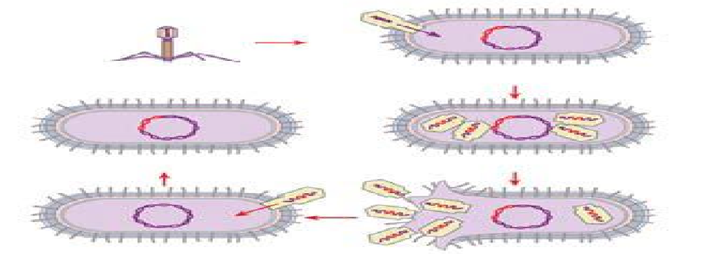 Figure 2: ** Transduction.