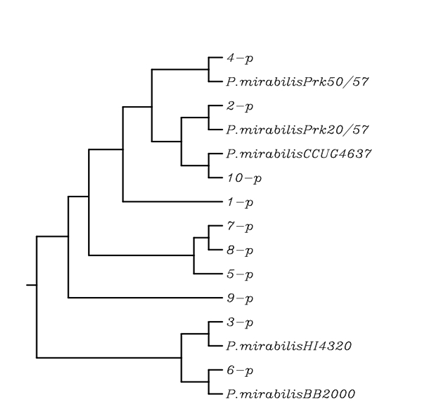 Figure 4: Phylogenetic tree of P. mirabilis isolates based on the O-antigen cluster. The tree was constructed with the similarity and neighbor joining by UPGMA CLUSTAL 2.1. (1-p to 10-p): represent P. mirabilis local isolates No. used in this study. Bar represents substitutions per nucleotide position.