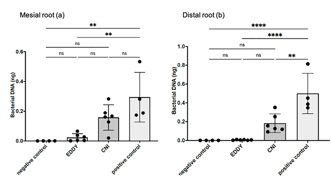 Figure 3: Quantitative evaluation of bacteria by qPCR. Bacterial counts were significantly higher in the positive control group than in the negative control group, indicating biofilm formation in the positive control group, because the negative control group was not infected with bacteria. Bacterial counts were significantly lower in the EDDY group in both the mesial and distal roots than in the positive control group. There was no significant difference in the number of remaining bacteria in both the mesial and distal roots between the EDDY and negative control groups.