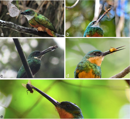 Figure 2: Feeding records of the Rufous-tailed Jacamar (Galbula ruficauda) obtained by citizen scientists in Brazil: (a) a prey of the Order Lepidoptera in Maceió-AL; (b) a prey of the Order Odonata at Montes Claros-MG; (c) a prey of the Order Hemiptera at Itacaré-BA; (d) a prey of the Order Hymenoptera at Varginha-MG; (e) a prey of the Order Diptera in Maceió-AL. Photo authors: Dêner V. Souza (a), Fausto Araújo (b), Giovanni Tanajura Silva (c), Tiago Mattos (d), Miquéias de Morais (e).