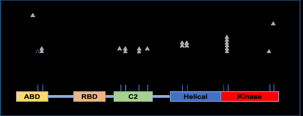 Figure 1: Molecular pattern of double PIK3CA mutations in advanced breast cancers (n=20). The major hotspot mutations were mostly located in the helical and kinase domains involving H1047 (55%), E542 (10%), and E545 (10%). The second mutant sites were mostly located in the kinase domain E726 (30%).